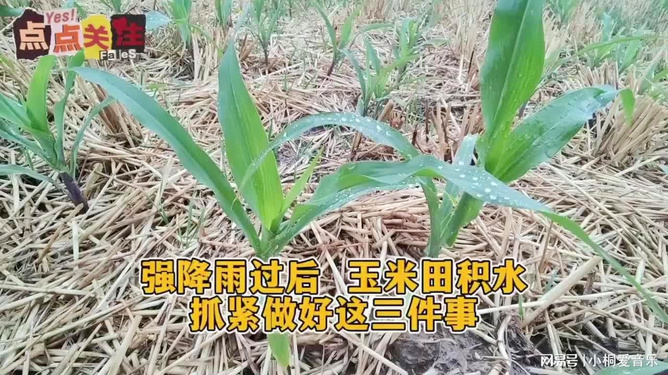 梦回田园，在绿意盎然的玉米田中，我挥汗如雨，与杂草共舞的梦境解析