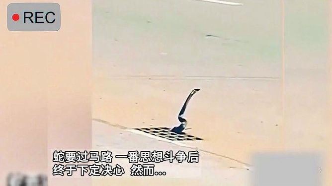 昨夜梦回，蛇行心海——解析昨天晚上梦见蛇的深层含义