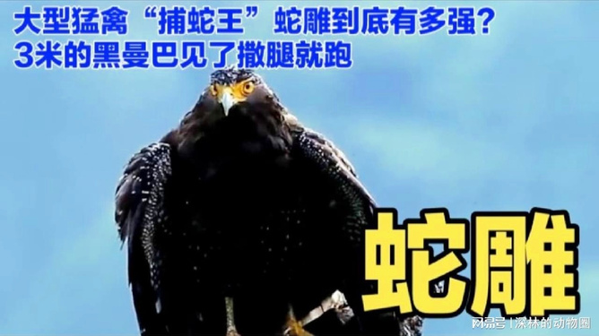 梦境交织，与家人在梦中见证蛇的入侵——深层解析与心灵启示