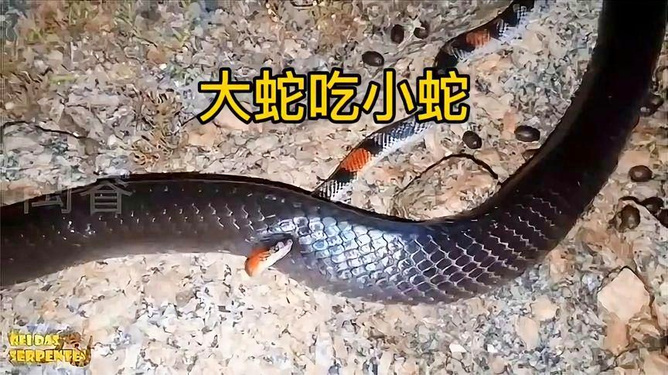 梦见大蛇吃小蛇，梦境背后的深层含义与解析