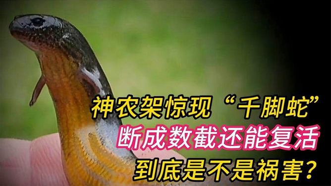 梦境迷踪，解读做梦梦到蛇咬到我脚的深层含义