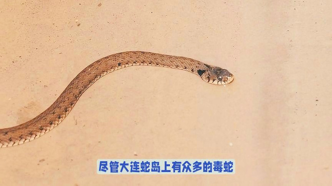 梦见被蛇咬到手，解读梦境中的隐秘信息