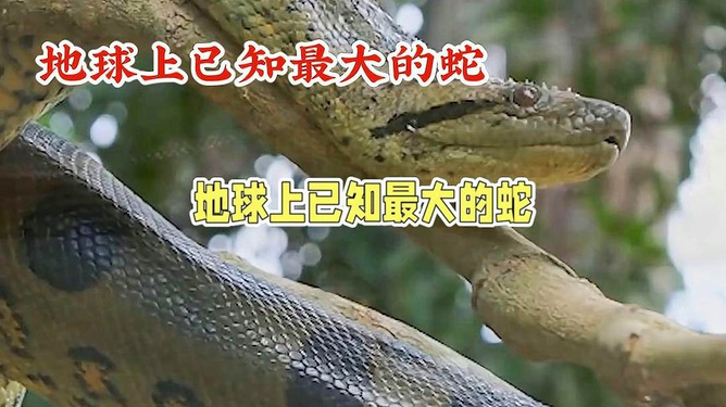 孕妇梦见蛇和鳄鱼都是惨状，梦境背后的深层含义与解读