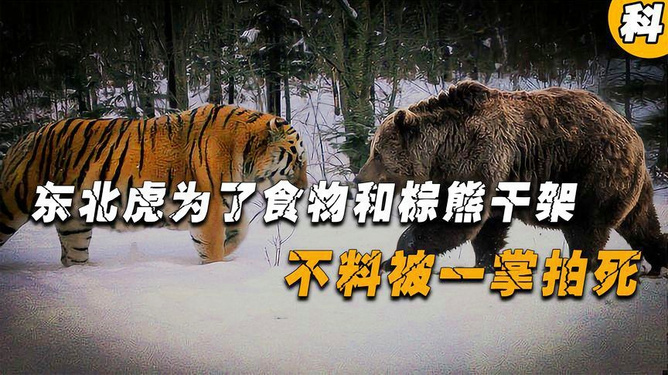 周公解梦，两只老虎，打死一只，另一只来找我们躲起来了