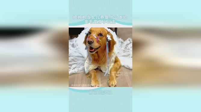 梦见儿女被狗咬，梦境背后的深层含义与解析