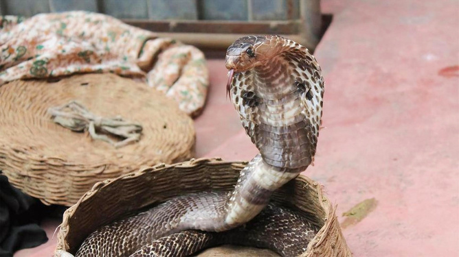 梦见黄金蟒缠身，寓意与解析