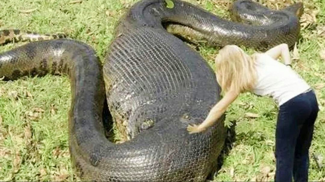 梦见断蛇，解读梦境中的神秘预兆与心理暗示