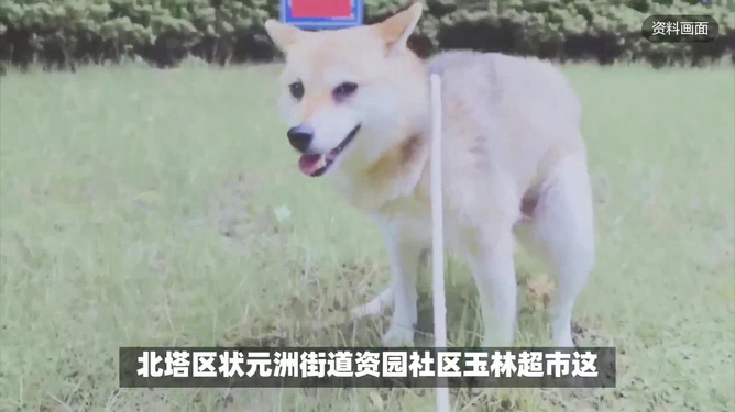 孕妇梦见两只小狗一只大狗，请好心人解答，这背后藏着怎样的胎梦寓意？