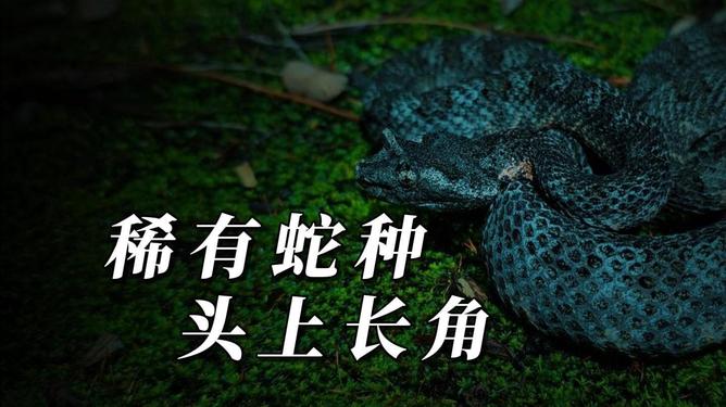 梦回蛇影，解析梦中将一条蛇塞入另一条蛇腹部的深层含义