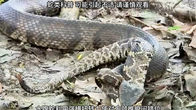 水堂双蛇梦断处，同村杀蛇暗藏人生转折的玄机
