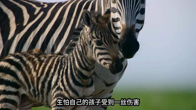 梦中奇缘，斑马纹蛇的变身之恋与男友的隐秘梦境交织