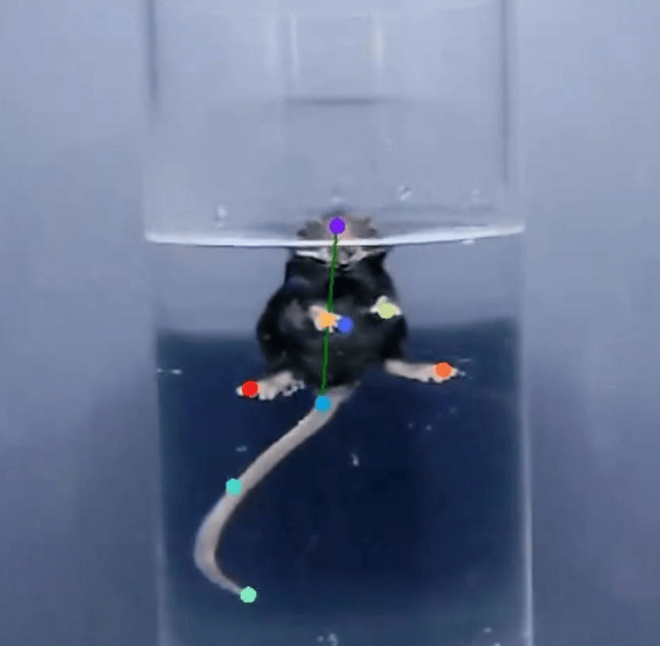 强迫游泳分析系统在绝望行为、挣扎行为等核心指标的识别有何优势(图1)