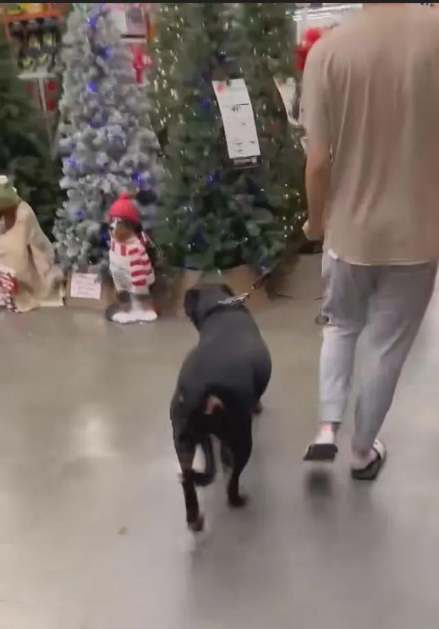 中国最大罗威纳犬舍遭网友攻击 董事长回应