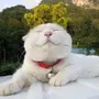 高校大秀才
