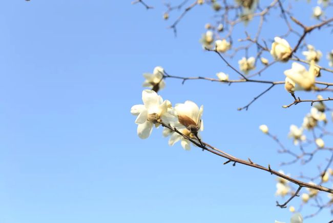 湖州玉兰花开正当时 一起打卡霸屏朋友圈的玉兰大道 莫干山 白玉兰 桃花 油菜花 网易订阅 湖州玉兰花开正当时 一起打卡霸屏朋友圈的玉兰大道 莫干山 白玉兰 桃花 油菜花 网易订阅