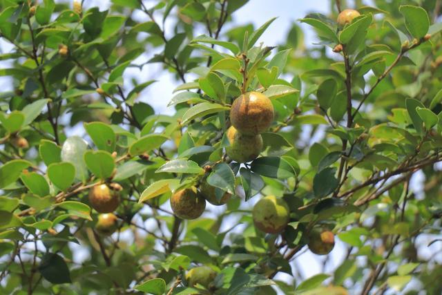 抢抓好时节 横峰油茶陆续开摘 采摘 种植 油茶树 网易订阅 抢抓好时节 横峰油茶陆续开摘 采摘 种植 油茶树 网易订阅