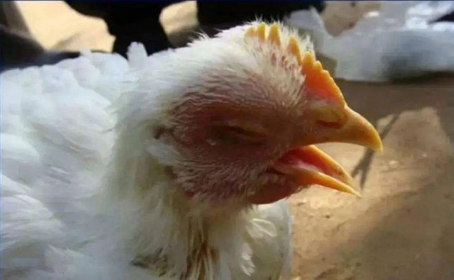 还在为家禽秋季呼吸道疾病头疼?华畜深剖病因与科学防控策略 还在为家禽秋季呼吸道疾病头疼?华畜深剖病因与科学防控策略