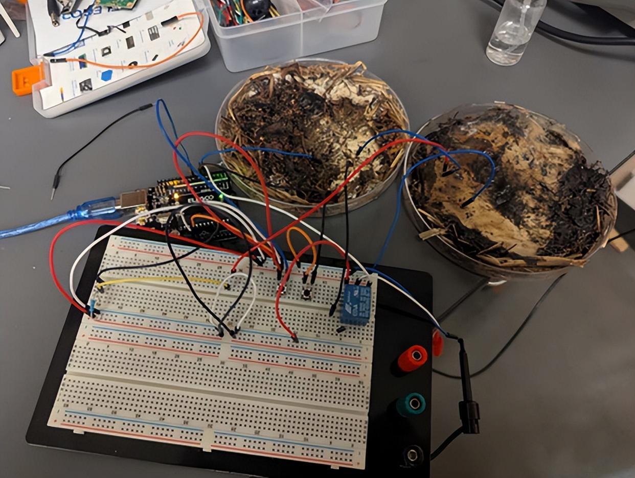 科学家用蘑菇造出新内存,每秒5850次开关且无需充电