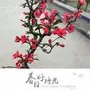 清影游戏