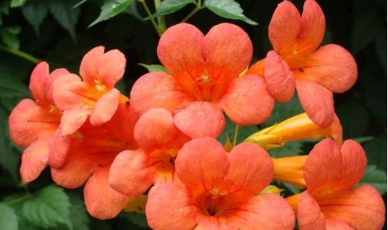 5月8日开始 养花试试这几款 年年开花不断 颇受大家的喜爱 盆栽 杜鹃花 蜀葵 兰花 网易订阅 5月8日开始 养花试试这几款 年年开花不断 颇受大家的喜爱 盆栽 杜鹃花 蜀葵 兰花 网易订阅