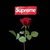 Supreme情报网