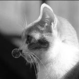 【临河按摩那家好】密舒适 快速上门居家上门按摩私30分钟