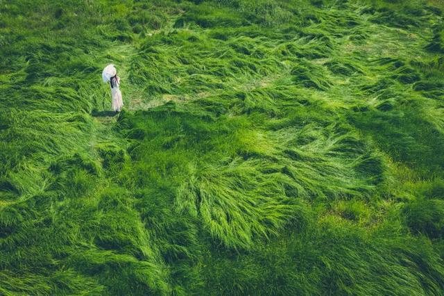 它回来了南京石臼湖龙猫草原