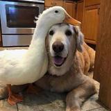 超人强动物俱乐部