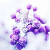 霁枫