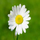 眠人群专按摩,失上门精油属舒缓方式