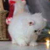 本地信息门按摩预流程约方式及上海上