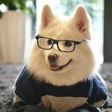 同城大型宠物基地