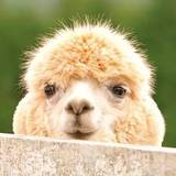 广州本地专业,持证技上门按摩师上门更