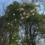 崔彩城