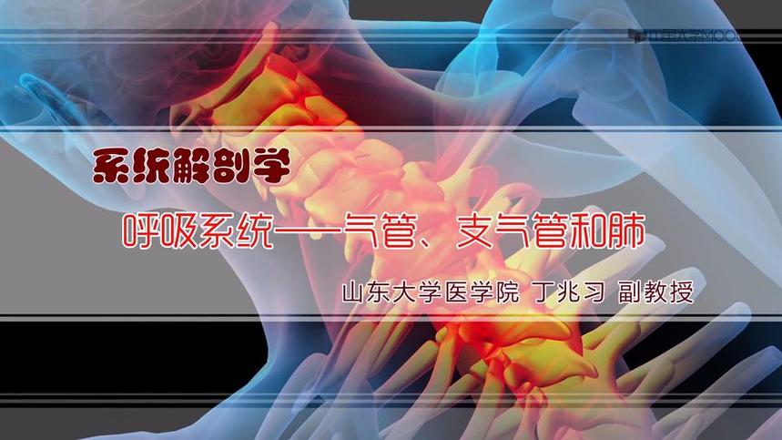 山东大学公开课 系统解剖学 山东大学公开课 呼吸系统 气管 支气管和肺 网易公开课 山东大学公开课 系统解剖学 山东大学公开课 呼吸系统 气管 支气管和肺 网易公开课