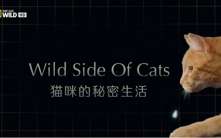纪录片 猫咪的秘密生活 Wild Side Of Cats 3e帝国字幕组 中文特效字幕 网易公开课 纪录片 猫咪的秘密生活 Wild Side Of Cats 3e帝国字幕组 中文特效字幕 网易公开课