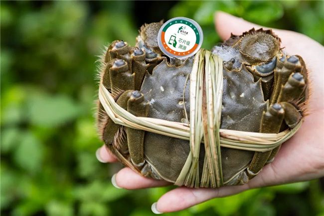 科技赋能阳澄湖大闸蟹:电子身份证时代开启正本溯源新篇章