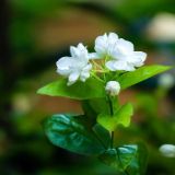 业 缓解久坐疲劳上门按摩私密专